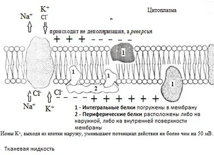 Возбужденные ионы