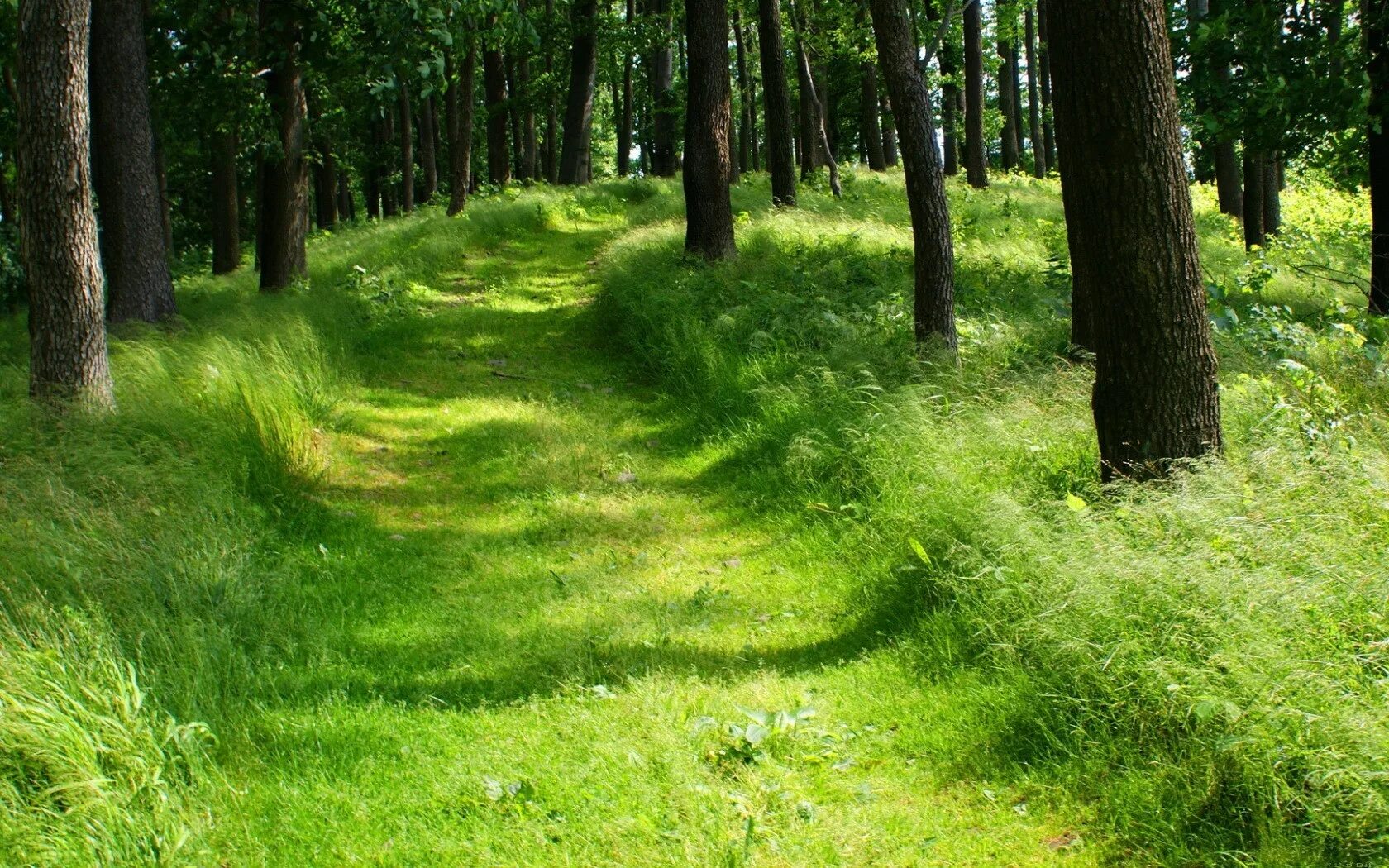 Forest paths