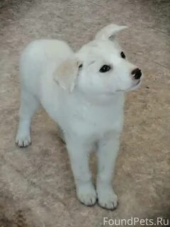 Собака белово