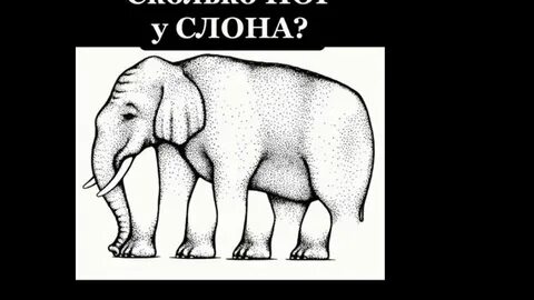 Тест слон картинки
