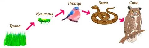 Пищевая цепь комар лягушка гадюка