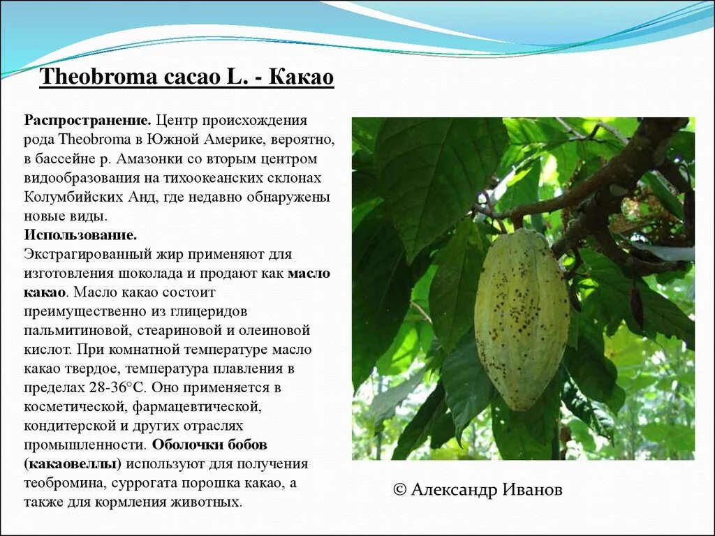 Плоды какао дерева. Шоколадное дерево. Какао и кофе разница. Какао бобы африка. Шоколадное дерево южной америки описание.