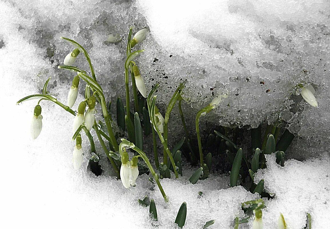 Первые цветы после снега. Болотный Подснежник. Подснежники зимой.