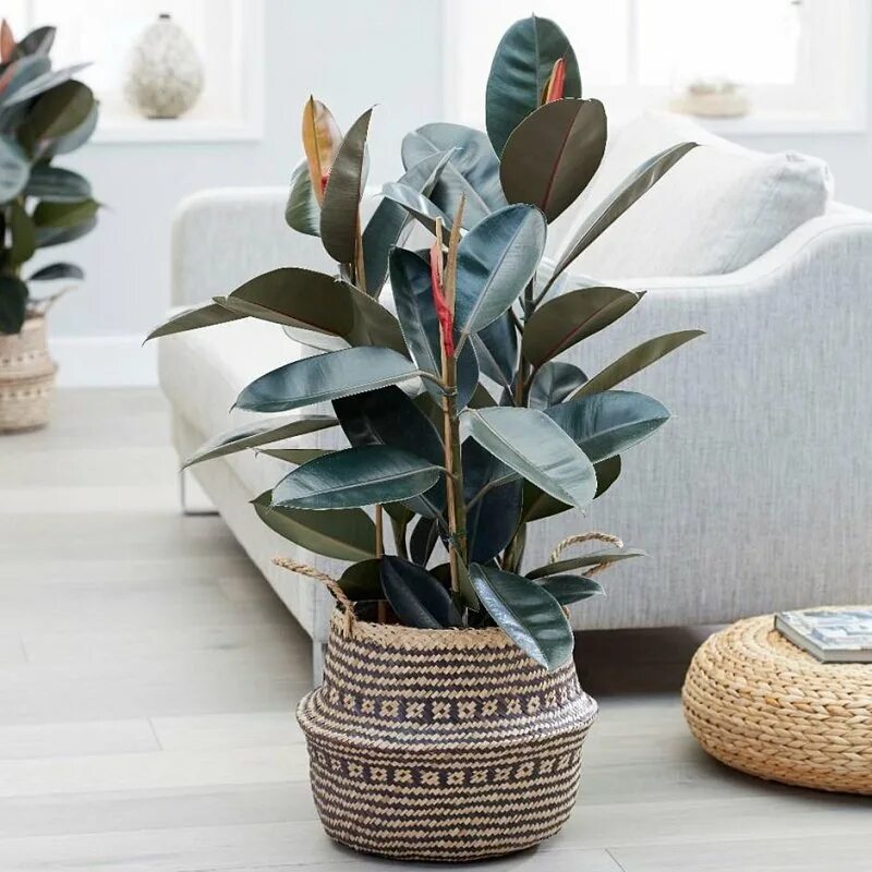 Фикус. Фикус elastica Abidjan. Фикус каучуконосный Ficus elastica. Фикус каучуконосный (Rubber Plant). Фикус каучуконосный Абиджан.