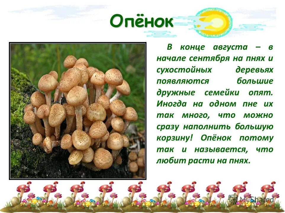 Рассказ о грибе опята 2 класс. Рассказ о грибе опята. Доклад про грибы опята. Опята информация краткая. Сочинение на тему красота грибов