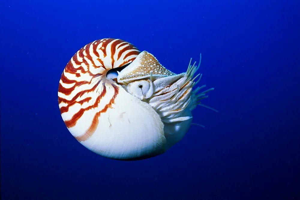 Наутилус головоногие. Наутилус морской моллюск. Наутилус Помпилиус моллюск. Наутилус головоногий моллюск раковина.