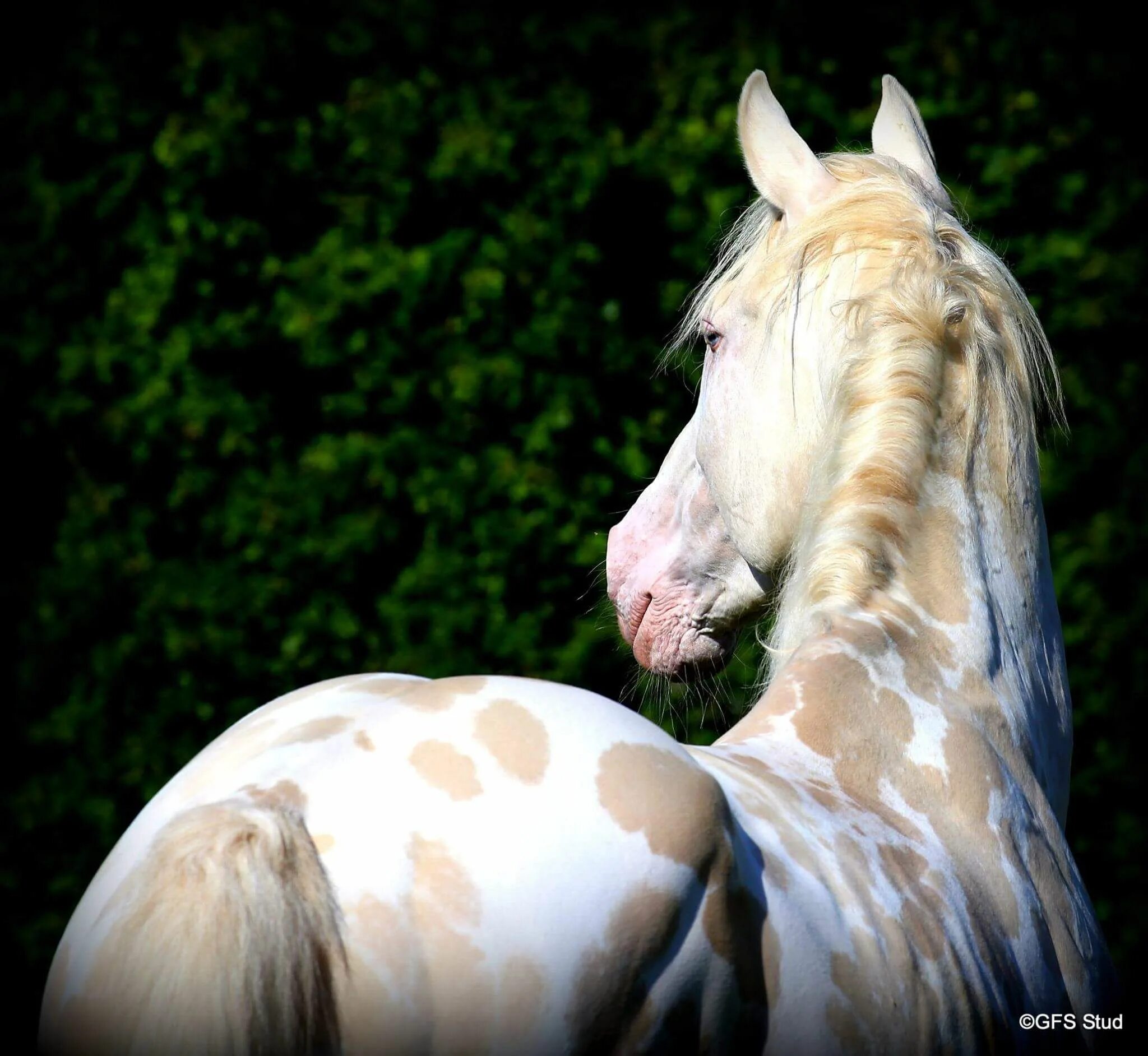 0 horses. Андалузская лошадь Изабелловая. Ахалтекинская лошадь Аппалуза. Пегая Андалузская лошадь. Ахалтекинская Перлино.