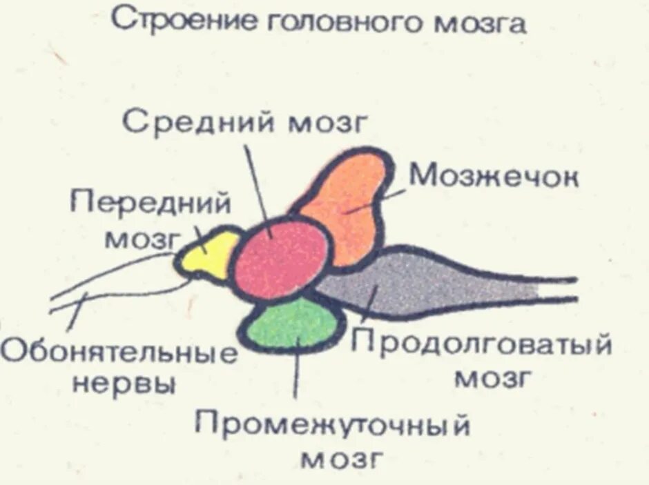 Строение головного мозга рыбы. Нервная система рыб головной мозг. Отделы головного мозга рыбы схема. Нервная система функции отделов головного мозга рыб.