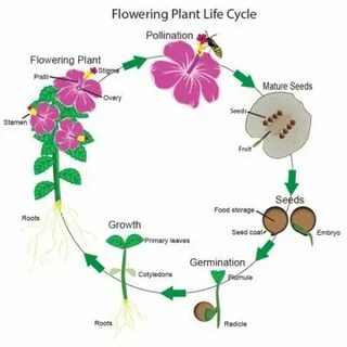 Plant cycle