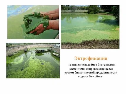 Эвтрофикация
