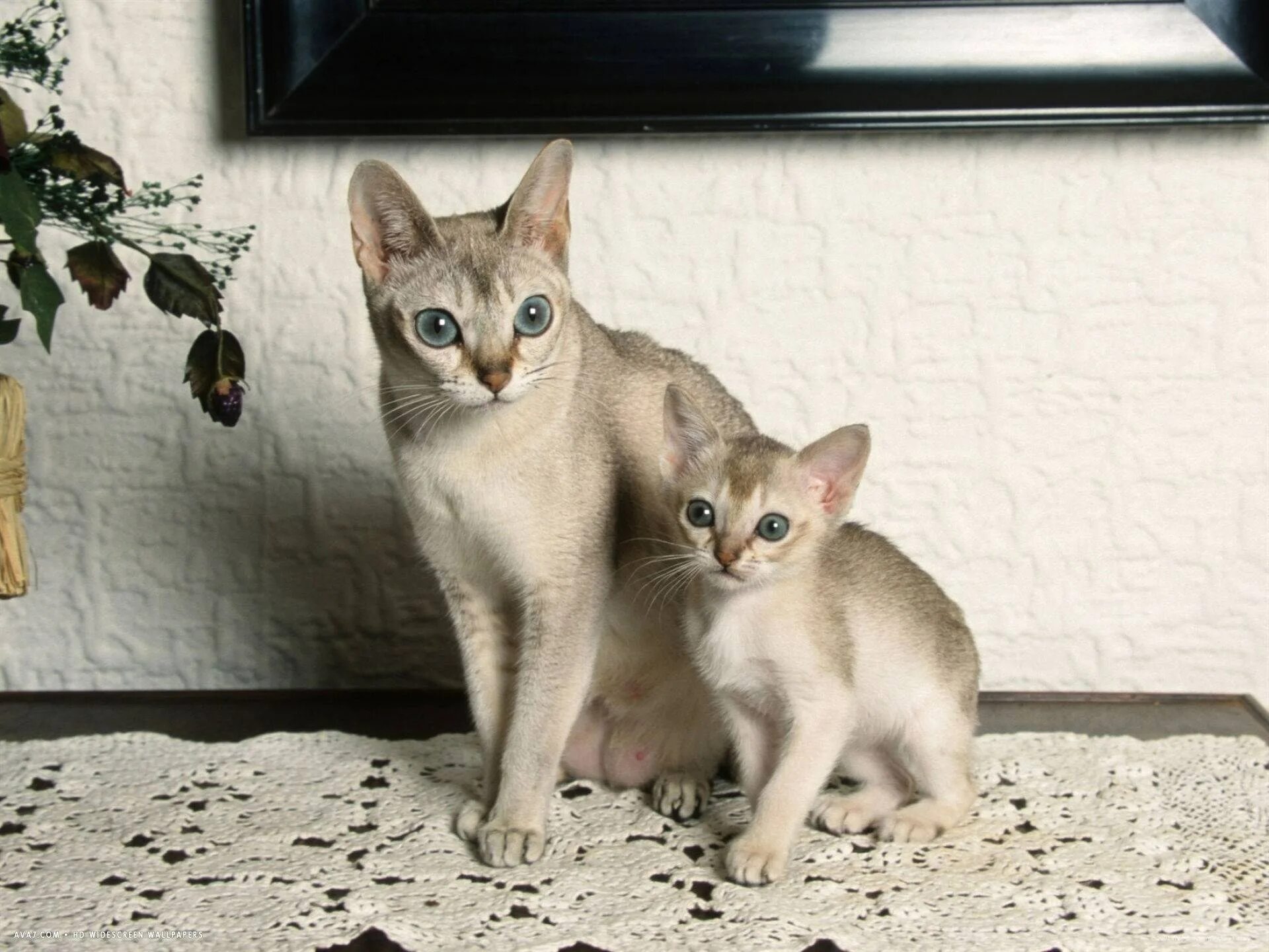 Сингапурская кошка (сингапура). Индийская рыжая пятнистая кошка. Самая мелкая кошка. Сингапурская кошка. Самая мелкая кошка.