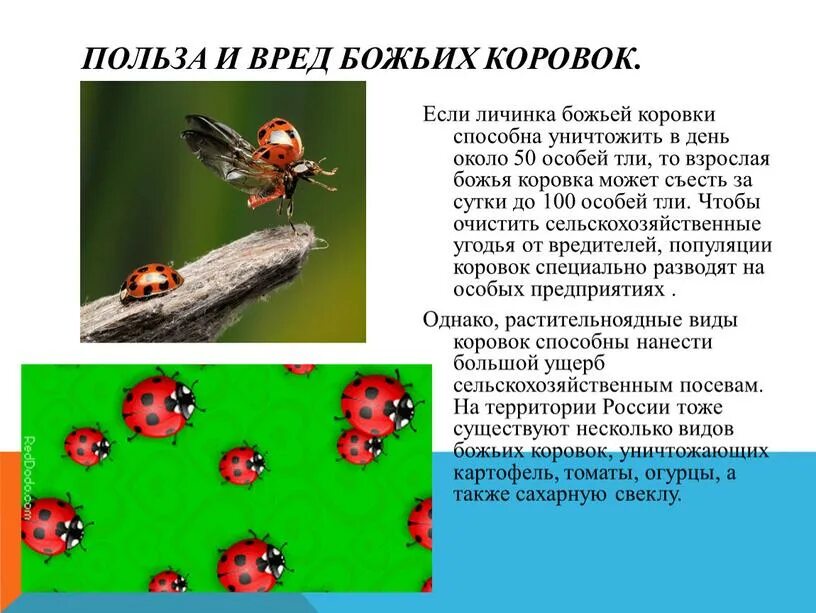 Взаимоотношения божьих коровок и тлей пример. Божья коровка польза. В чем польза Божьих коровок. Вредные Божьи коровки. Какую пользу приносят Божьи коровки.