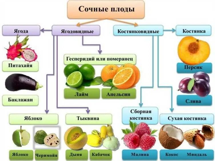 Выберите растения семена которых используют. Плоды типы плодов классификация плодов. Классификация сухих плодов 6 класс биология. Типы плодов схема. Плод . Строение . Сухие , сочные плоды.