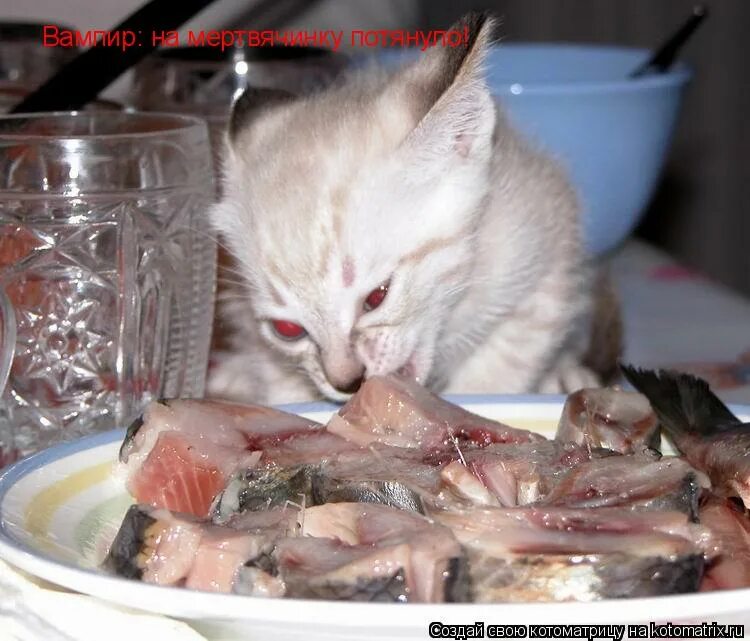 кошка ест рыбу. можно ли котам селедку. кот ест селедку. натюрморт с рыбой и кошкой. кот лакает молоко.