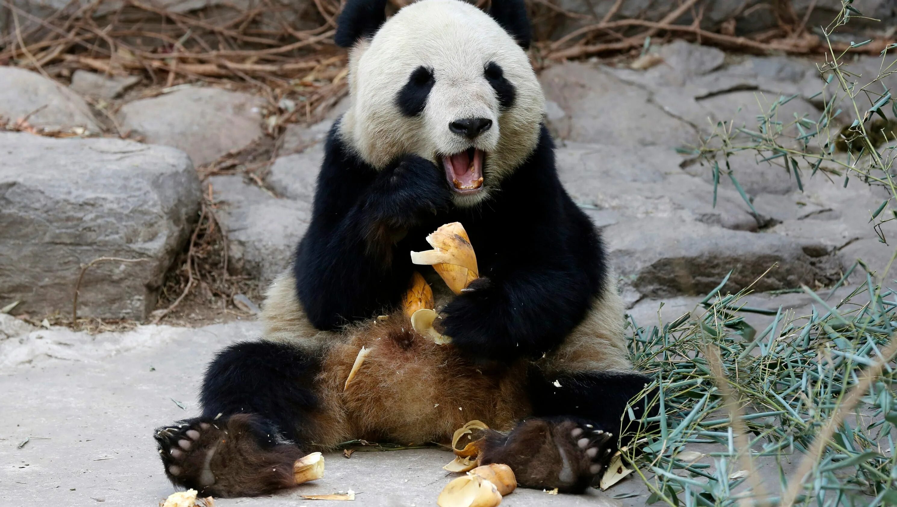 Большая панда что едят. Большая Панда. Панда ест. Панда ест бамбук. Питание панды.