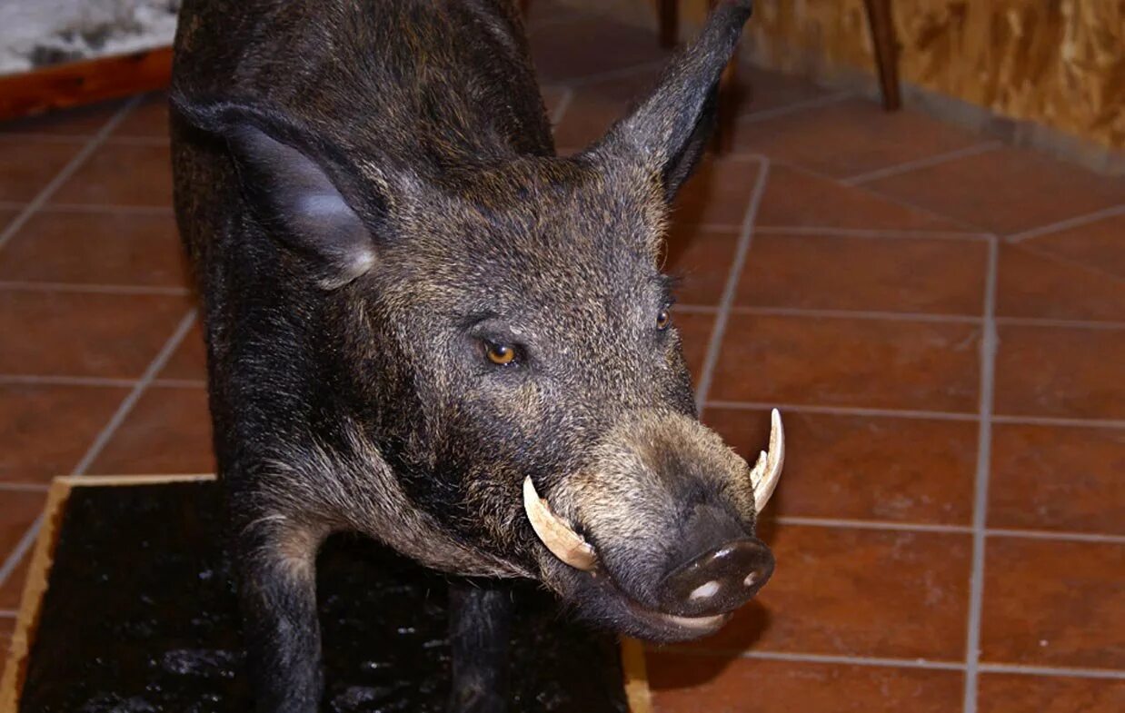 Кабан нападает на человека. Дикий кабан секач вепрь. Кабан нападает на человека. Кабан бита. Музыка кабан.