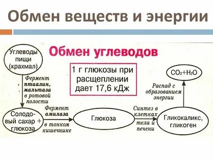 Обмен веществ конспект 9 класс