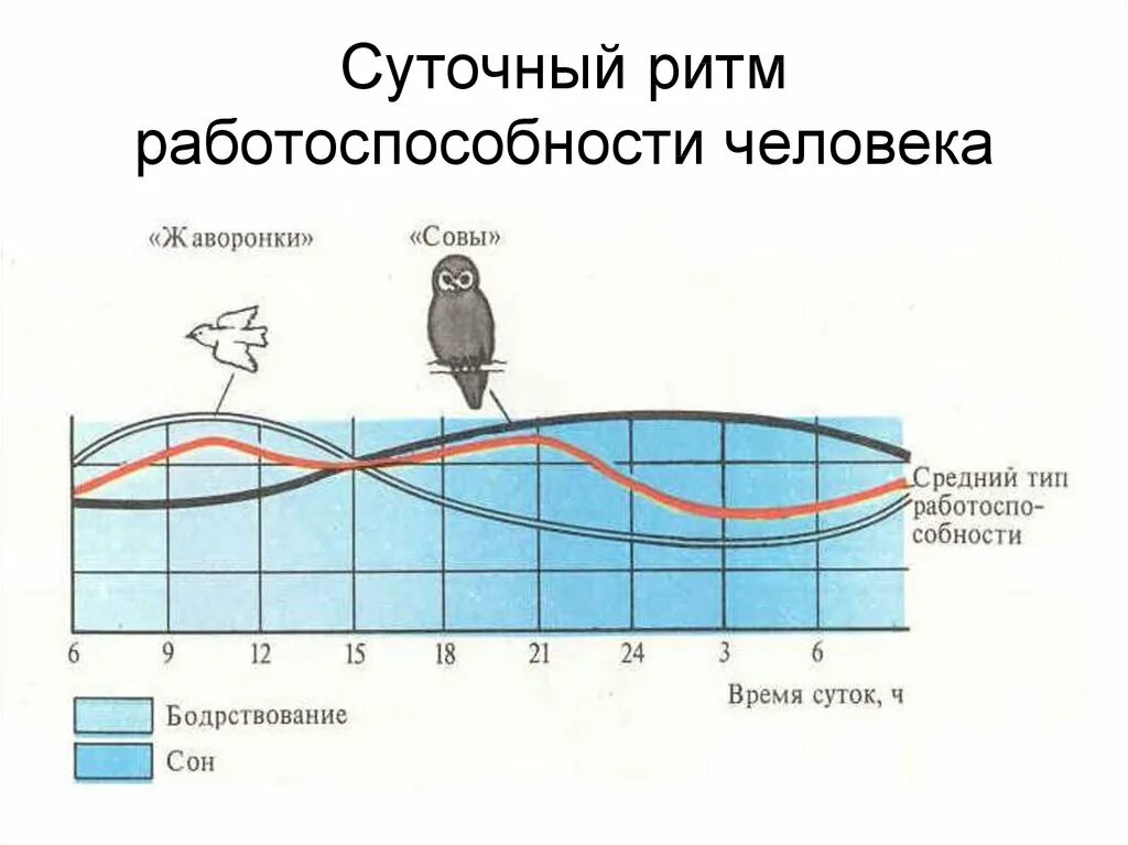Циркадный ритм может удлиниться. Циркадный ритм может удлиниться
