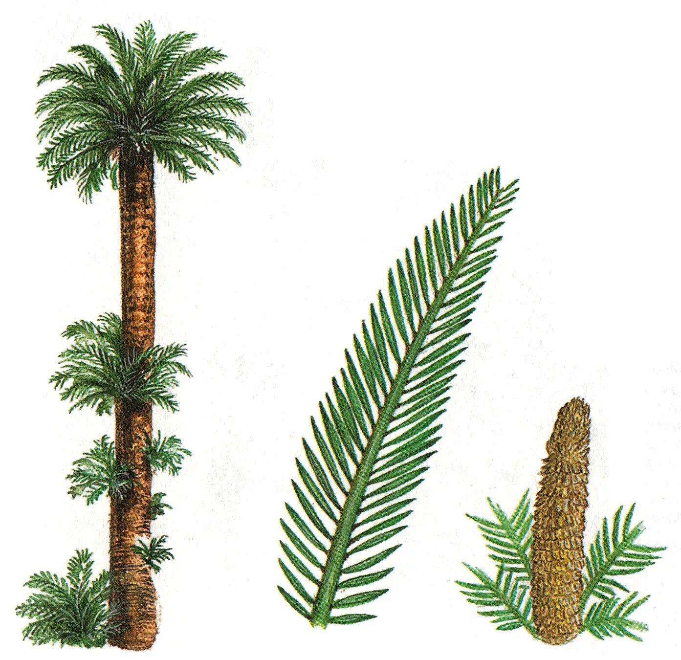 строение листа пальмы