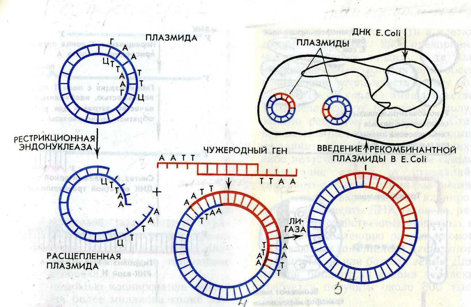 Метод рекомбинантных плазмид схема. Схема встраивания Гена в плазмиду. Введение рекомбинантной плазмиды в бактериальную клетку. Рестрикция плазмид. Этапы получения бактерий с рекомбинантной плазмидой