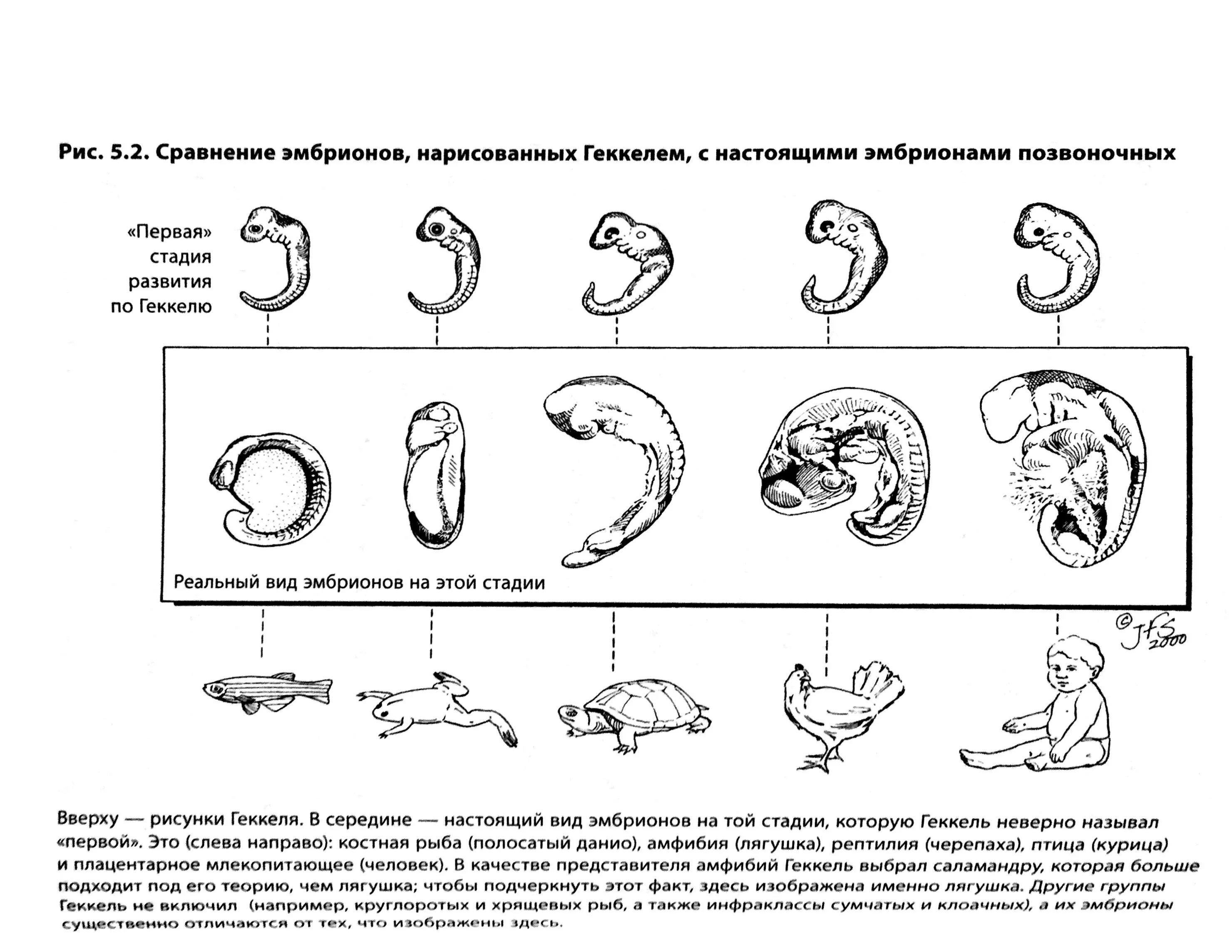 Онтогенез позвоночных закон геккеля. Биогенетический закон Геккеля Мюллера. Закон Геккеля. Биогенетический закон. Геккель рисунки эмбрионов.