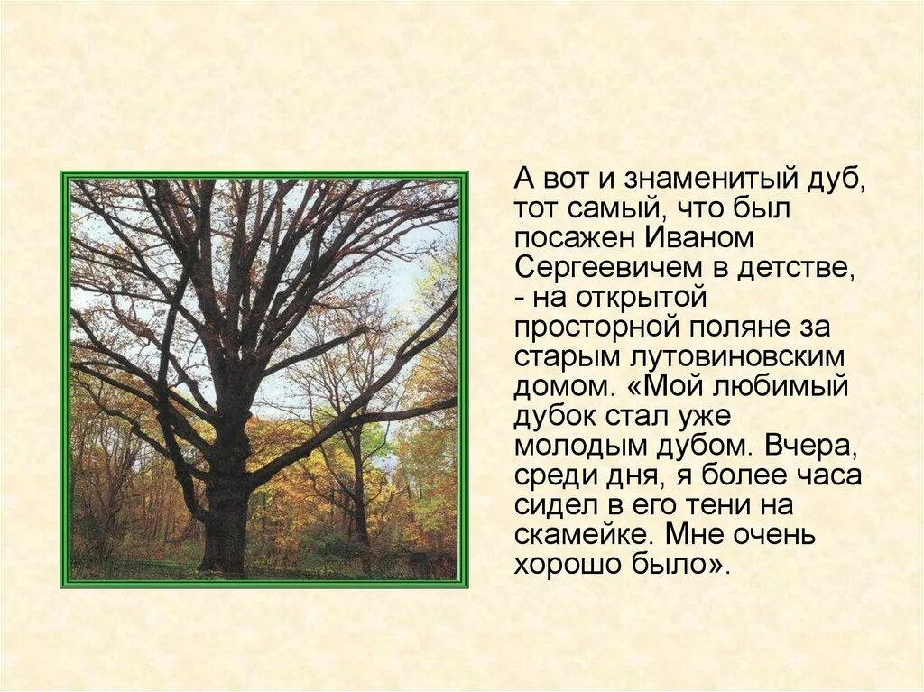 Мои деревья тургенев стих. Дуб тургенева в спасское лутовиново. дуб ивана тургенева. знаменитые дубы. знаменитый дуб посаженный.