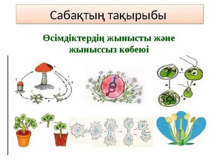 Анальды секске арналған майлаушы