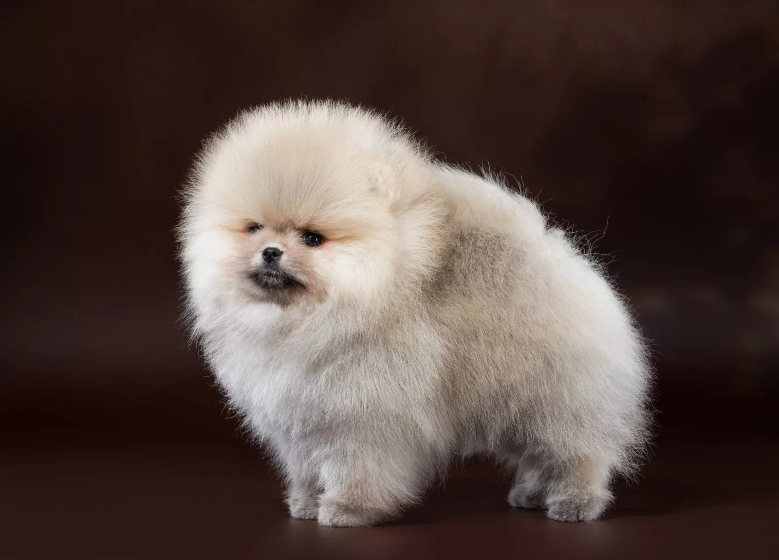 59 Best Small Dog Breeds That Stay Small And Look Cute Forever Animali, Coccole,