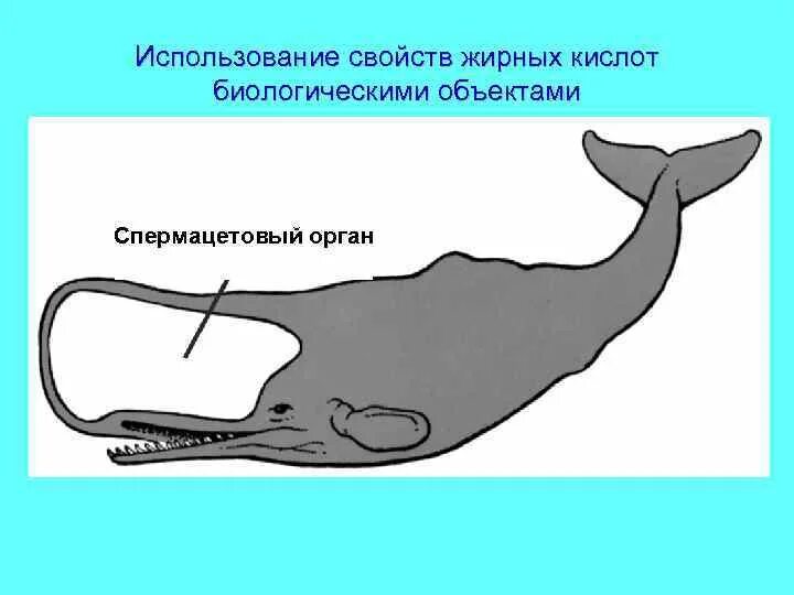 Какую функцию выполняет отложение жира у кашалота. Спермацетовый кит кашалот. спермацетовый мешок. спермацетовый мешок кашалота. спермацетовый орган.