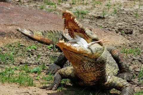 Что ели крокодилы