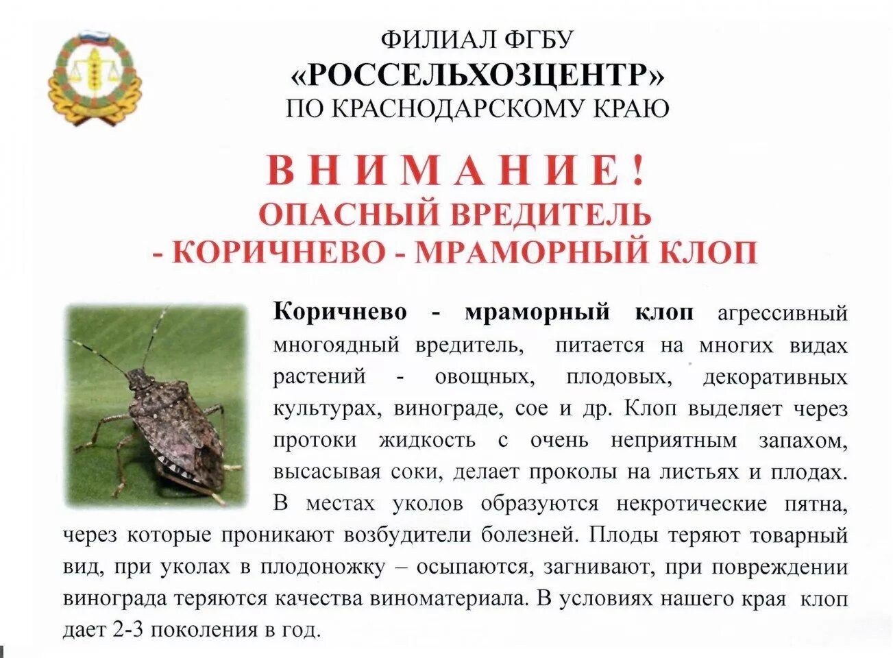 Мраморный клоп чем опасен для человека фото