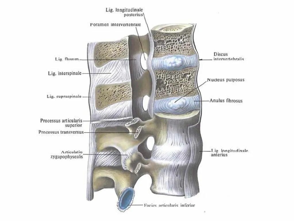 Соединение позвонков вид сбоку. Суставы поясничного отдела позвоночника анатомия. Передняя продольная связка позвоночного столба. Связки позвоночника анатомия таблица.