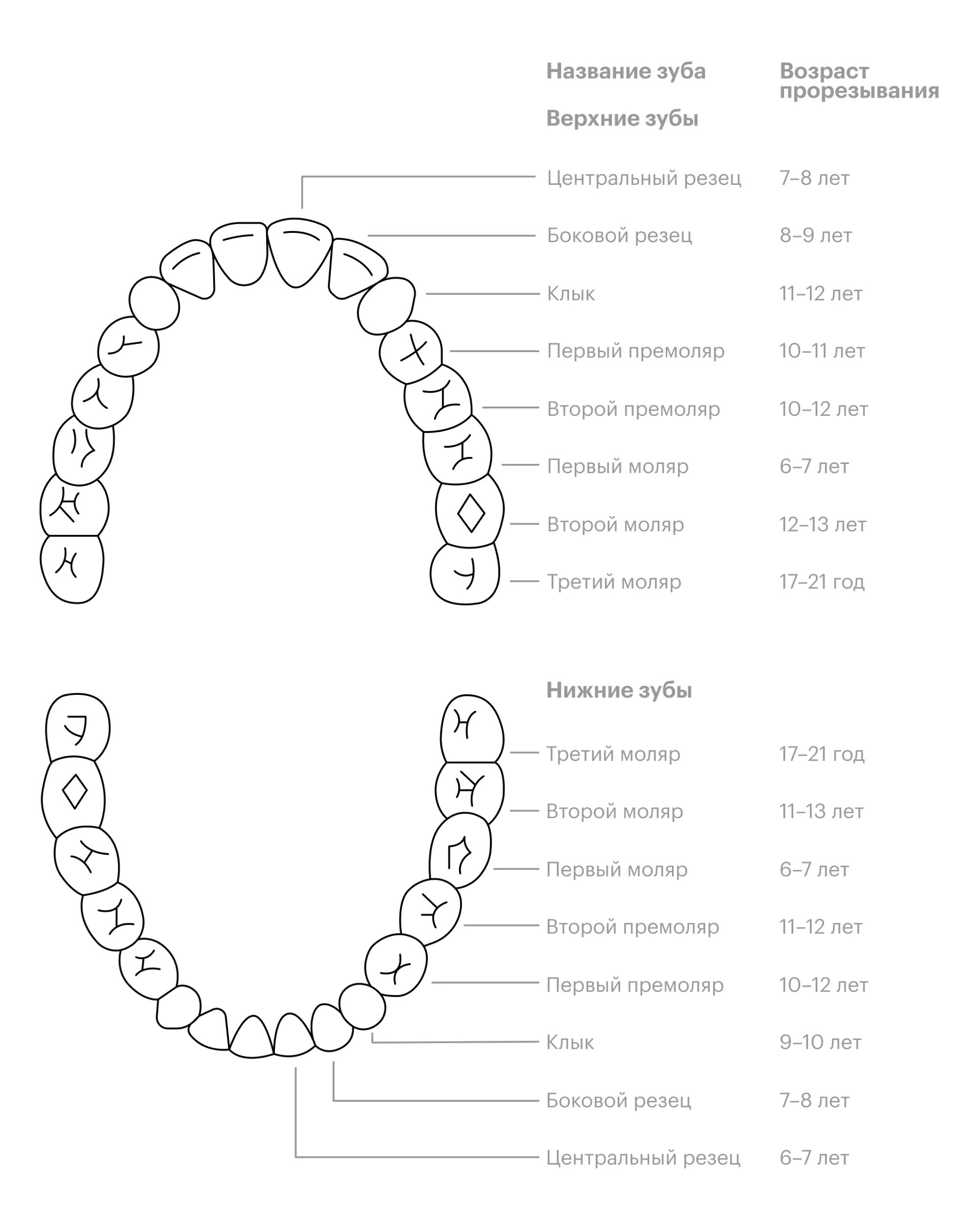 Причины появления зубов. Порядок прорезывания постоянных зубов схема. Схема прорезывания коренных зубов. Порядок прорезывания молочных зубов схема. Схема прорезывания постоянных зубов у детей.