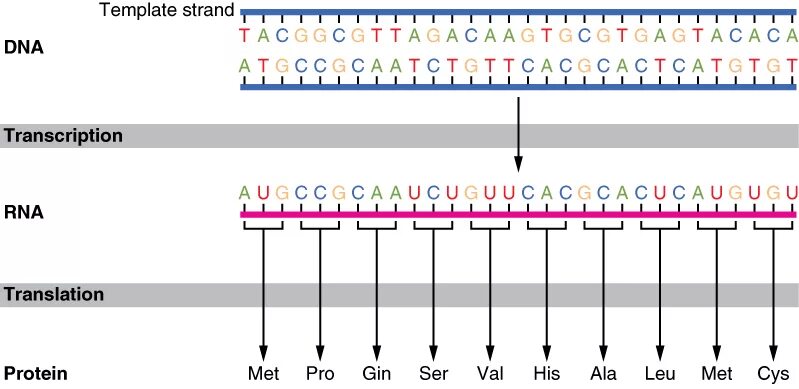 Шаблон и кодирующая нить. DNA translation. Strand of DNA перевод. DNA Template Strand coding Strand. Dna перевод