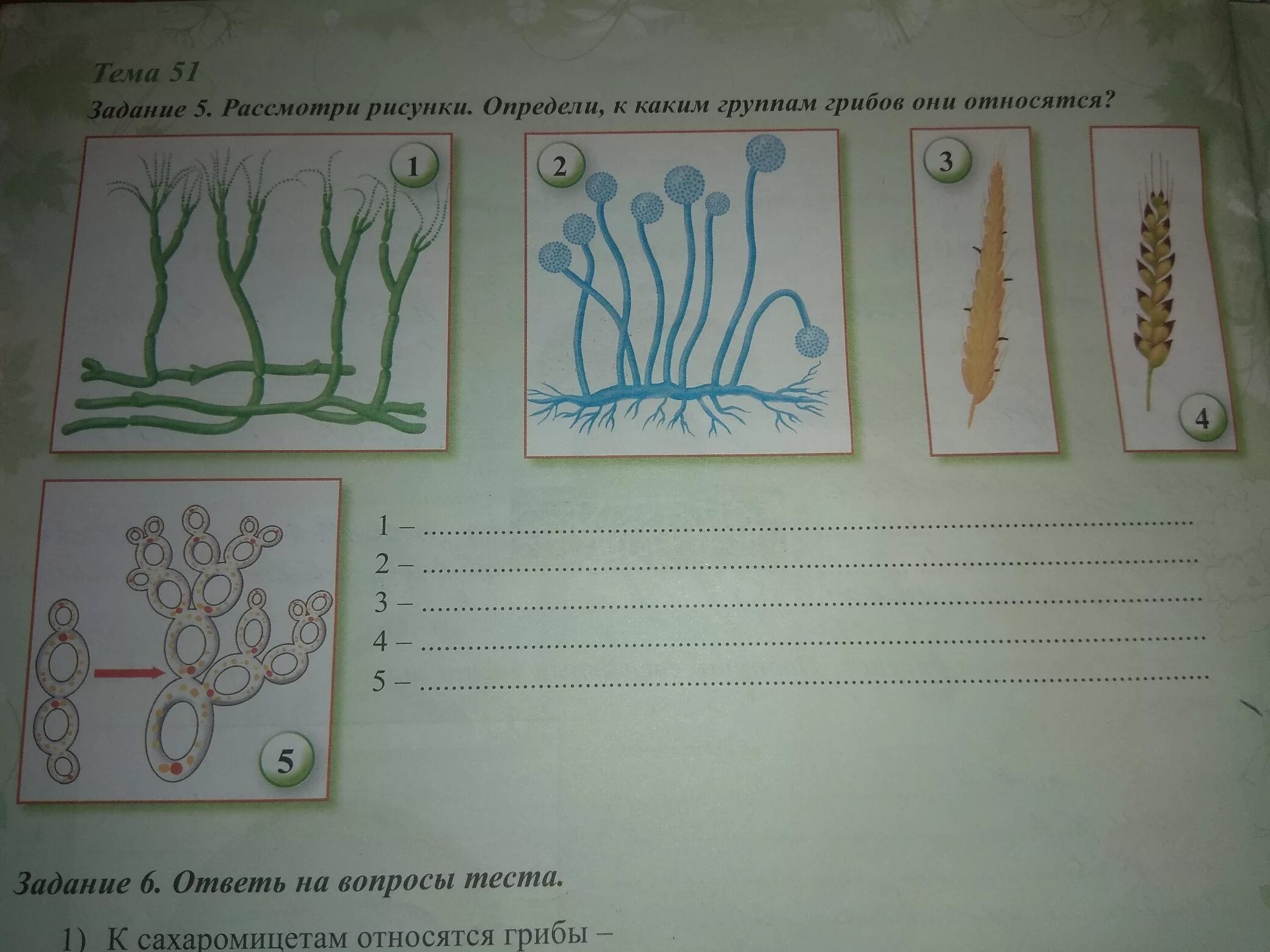 Рассмотрите рисунок 7 определите какое изображение. Рассмотрите рисунок. Рассмотри рисунки грибы. Рассмотрите рисунок какой гриб. Рассмотрите растения изображенные на рисунках определите.