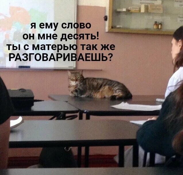Преподаватель достал. Кот учитель. Смешной кот учитель. Кот преподаватель в школе. Котики в школе.