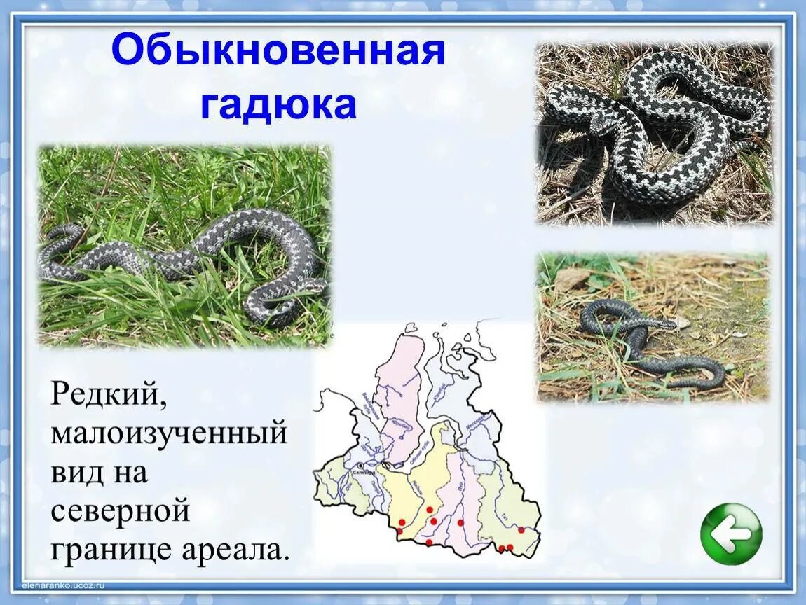 В какой природной зоне обитает гадюка. Гадюка никольского (vipera nikolskii). гадюка обыкновенная ареал обитания. распространение гадюки обыкновенного. классификация гадюки обыкновенной.