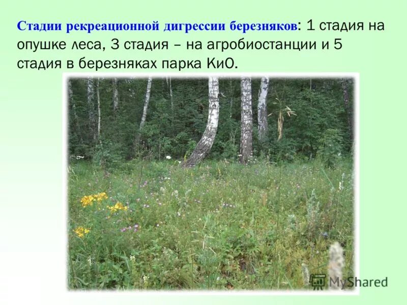 Березники лес. Кустарниковый ярус. Мелколиственные леса россии. Березняк логопед. Типы березняков.