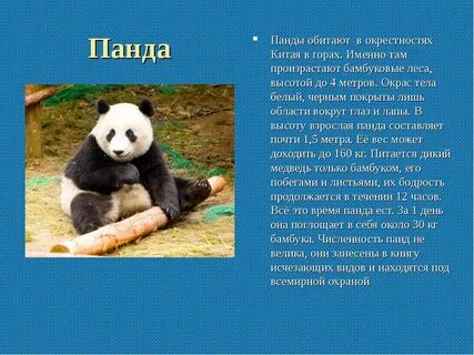 Проект про панду 4 класс