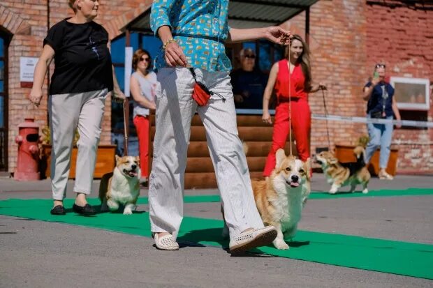 Выставка собак в Волгограде 2022. Конкурс собака. Дети на выставке собак. Выставка собак Ильинка.