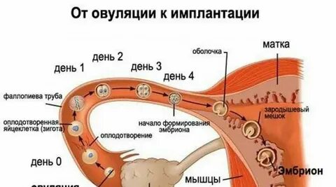 Что происходит в первые дни после зачатия