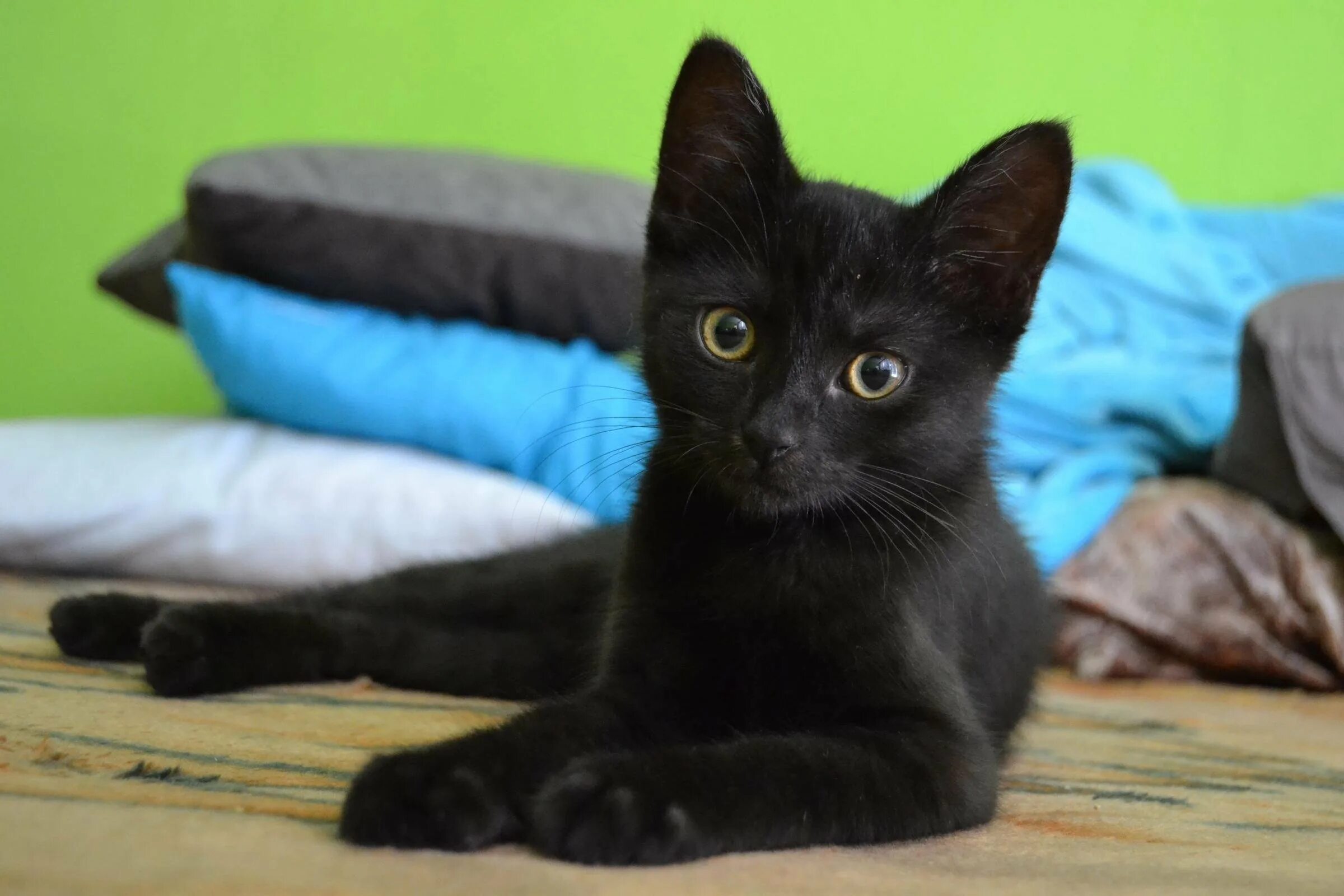 Черный гладкошерстный котенок. Бомбейская кошка. Кошка Муся Бомбейская. Черные гладкошерстные котята 1 месяц. Какие черные котята есть