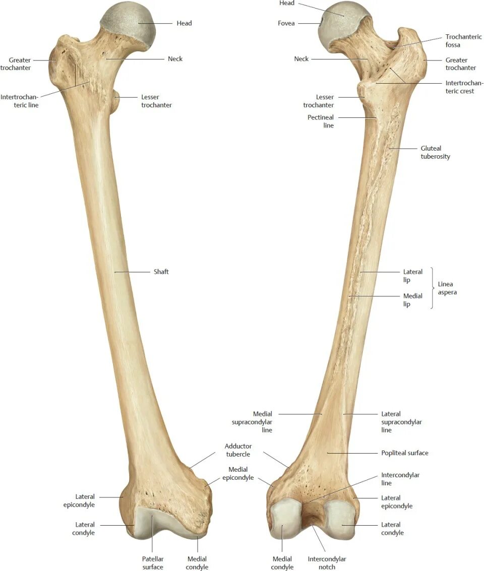 Бедренная кость анатомия строение. Os femur анатомия. Бедренная кость Синельников. Бедренная кость анатомия Синельников.