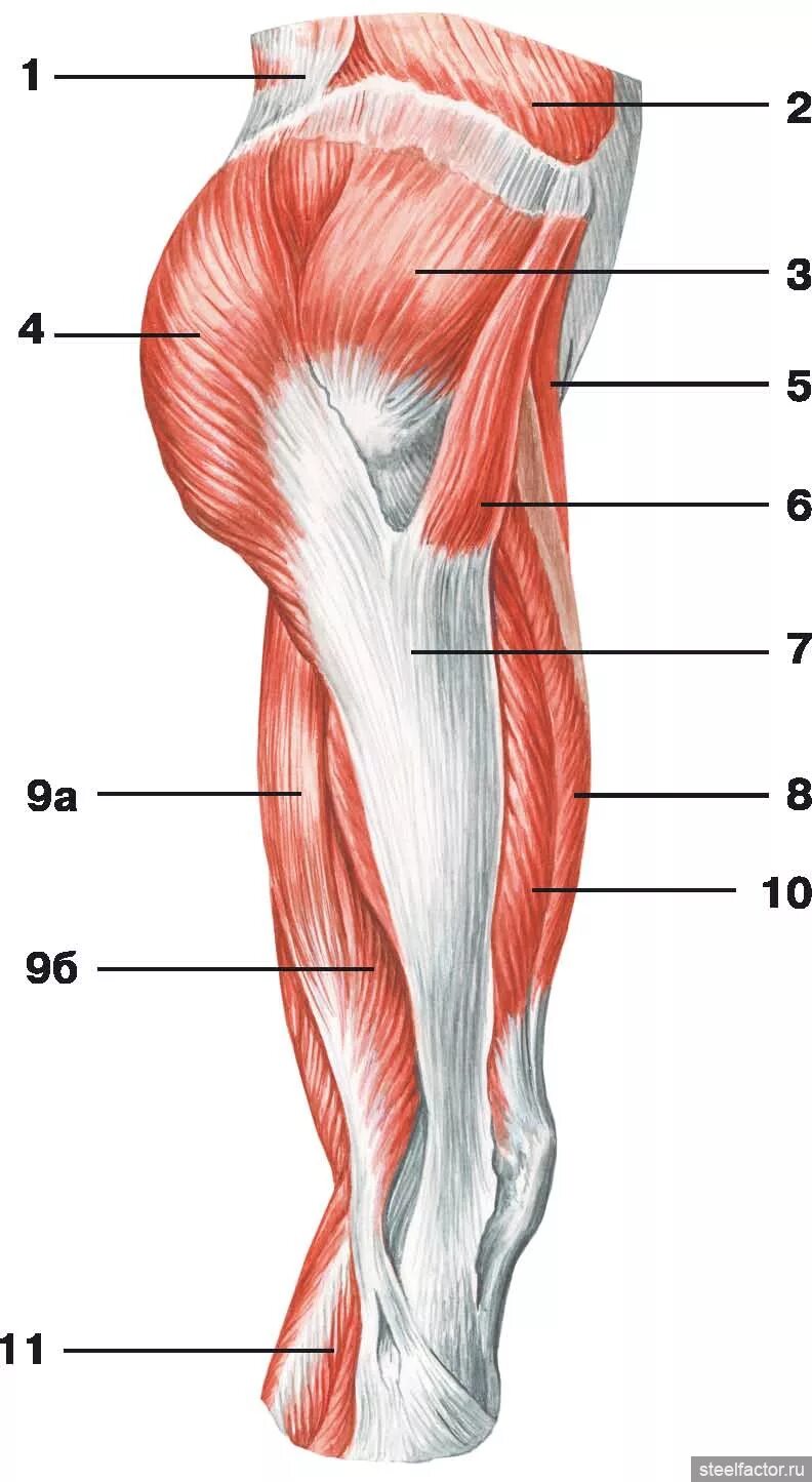 Ягодичные мышцы бедра анатомия. Широкая фасция бедра средняя ягодичная. Мышцы бедра (средняя треть наружной поверхности бедра);. Ягодичные мышцы анатомия строение. Место ниже бедра