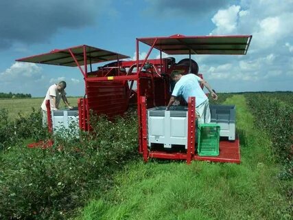 Auto farm