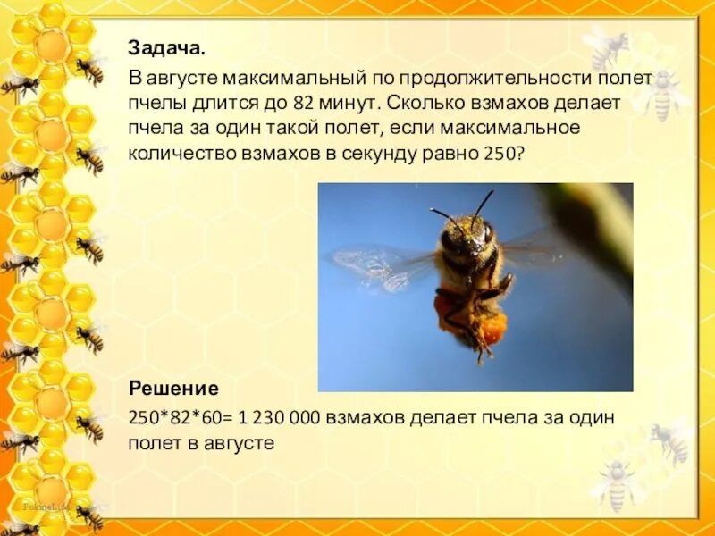 Пчелы 1 разбор. Задача про пчел. Жизнь пчел. Численность пчел. Продолжителлность жизни пчёл.