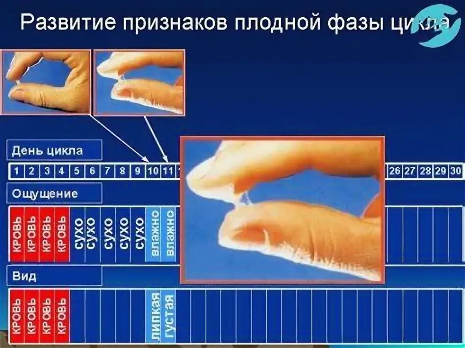 Овуляция. Симптомы овуляции у женщин. Яичниковый морфо-функциональный цикл. Продукты для фертильности. Овуляция после месячных.