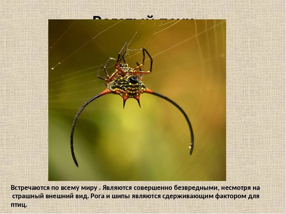 Про паукообразное. Рогатый паук кругопряд. Пауки презентация. Необычные пауки доклад. Паукообразные презентация.