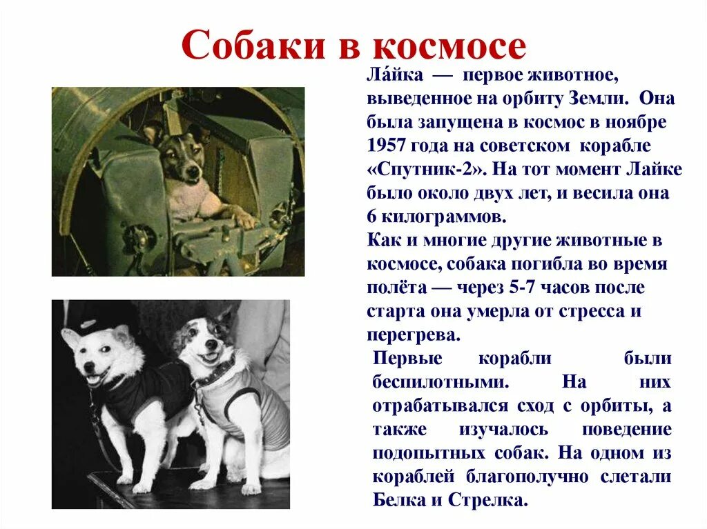 Какая 1 собака была. Собака которая первая летала в космос. Собаки космонавты лайка белка и стрелка. Первая собака космонавт лайка. Собака лайка первая в космосе для детей.