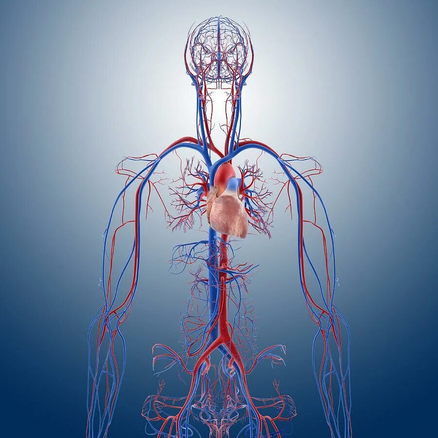 Кровеносная система. Сосуды кровеносной системы. Система кровообращения | кровеносные сосуды. Анатомия и физиология кровеносных сосудов. Воздействие на кровообращение
